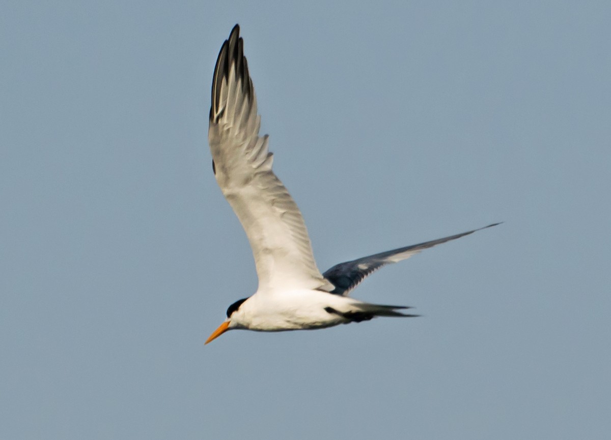 Lesser Crested Tern - ML637775596