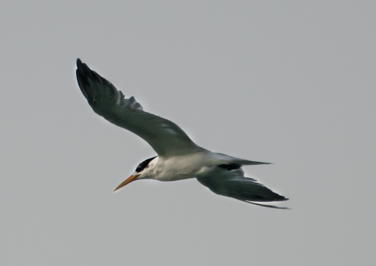 Lesser Crested Tern - ML637775597