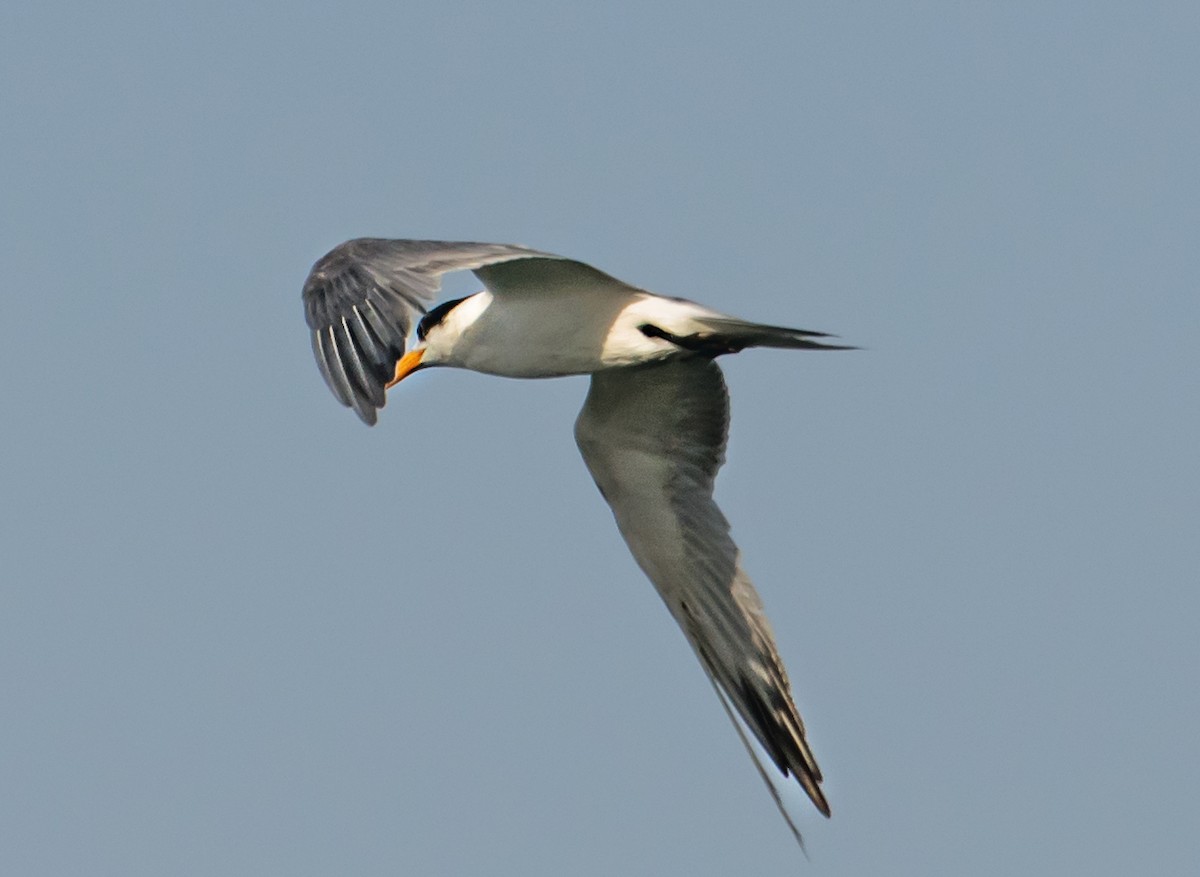Lesser Crested Tern - ML637775598