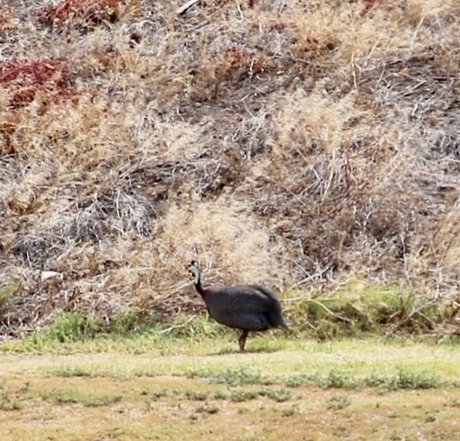 Helmeted Guineafowl (Reichenow's) - ML637775616