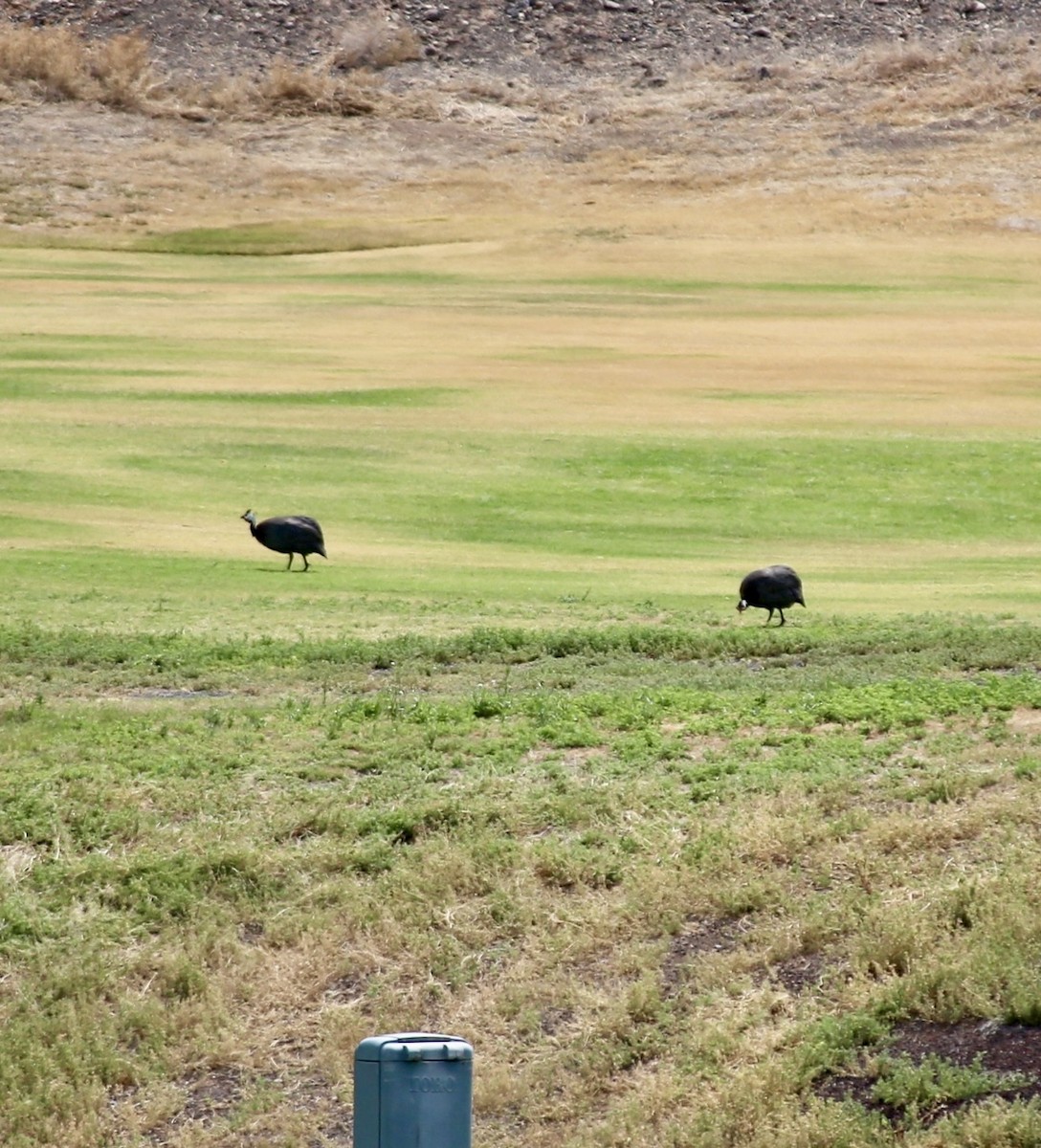 Helmeted Guineafowl (Reichenow's) - ML637775617