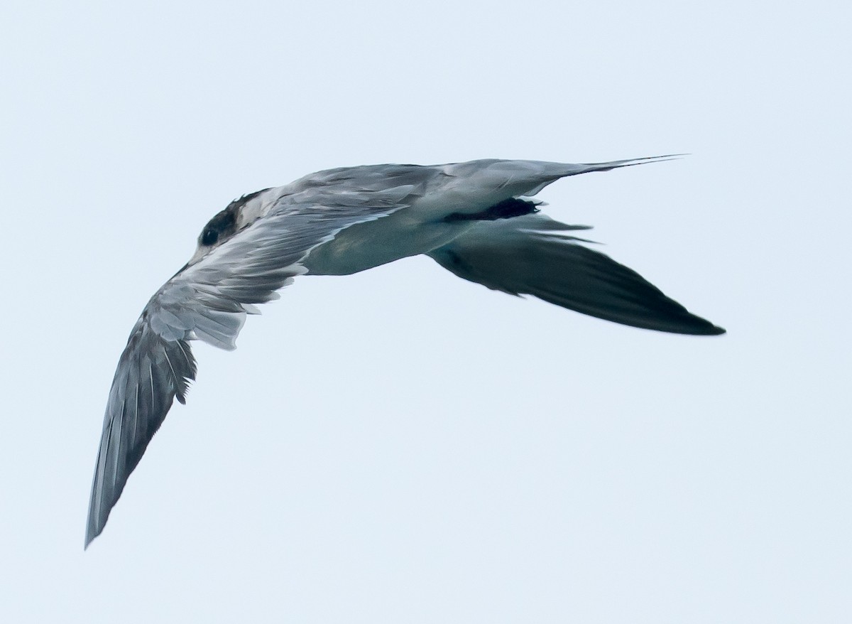 Common Tern - ML637775622