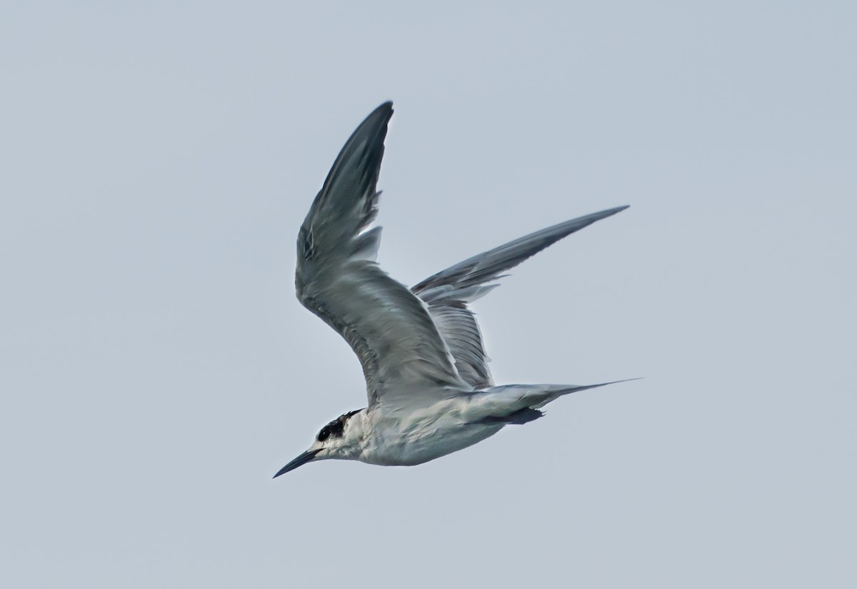 Common Tern - ML637775623