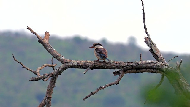Striped Kingfisher - ML637775652