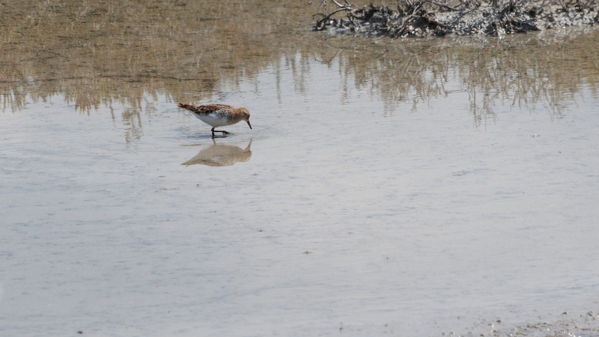 Little Stint - ML637775656