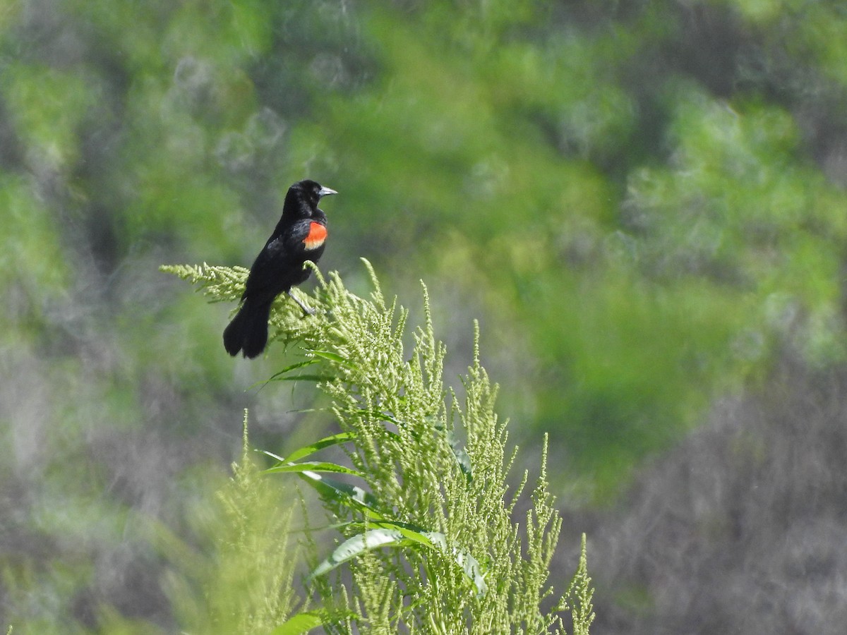 Red-shouldered Blackbird - ML637775689