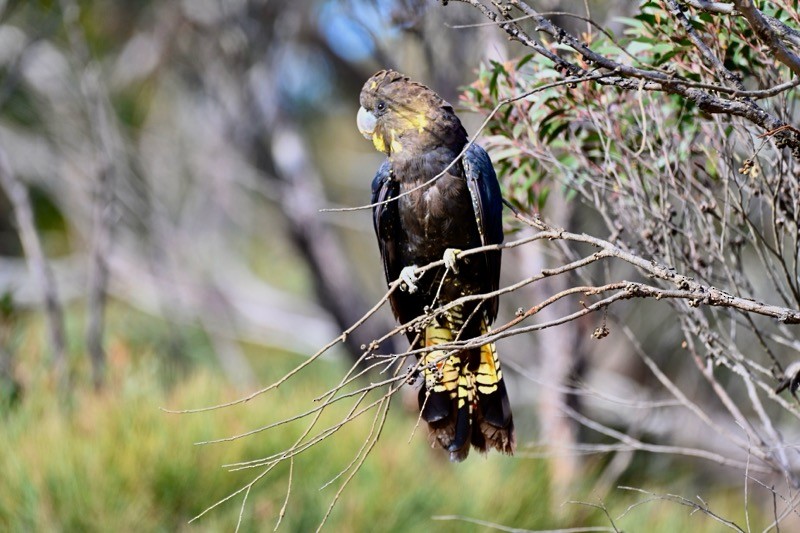 Glossy Black-Cockatoo - ML637775695