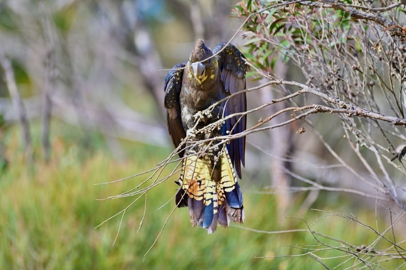 Glossy Black-Cockatoo - ML637775696
