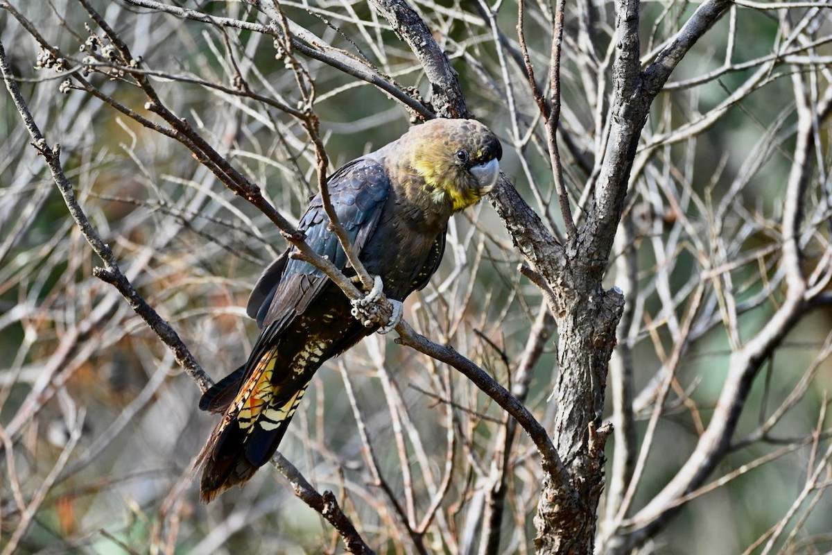 Glossy Black-Cockatoo - ML637775697