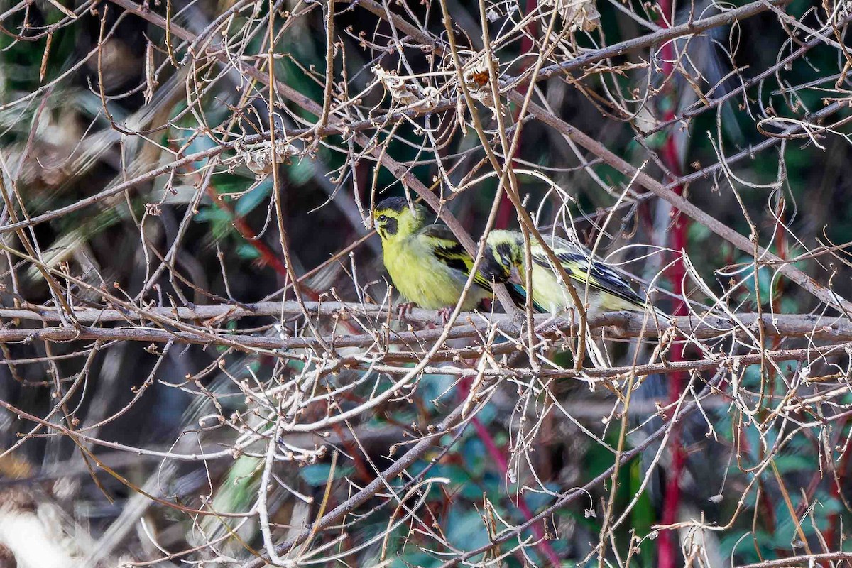Yellow-breasted Greenfinch - ML637775716