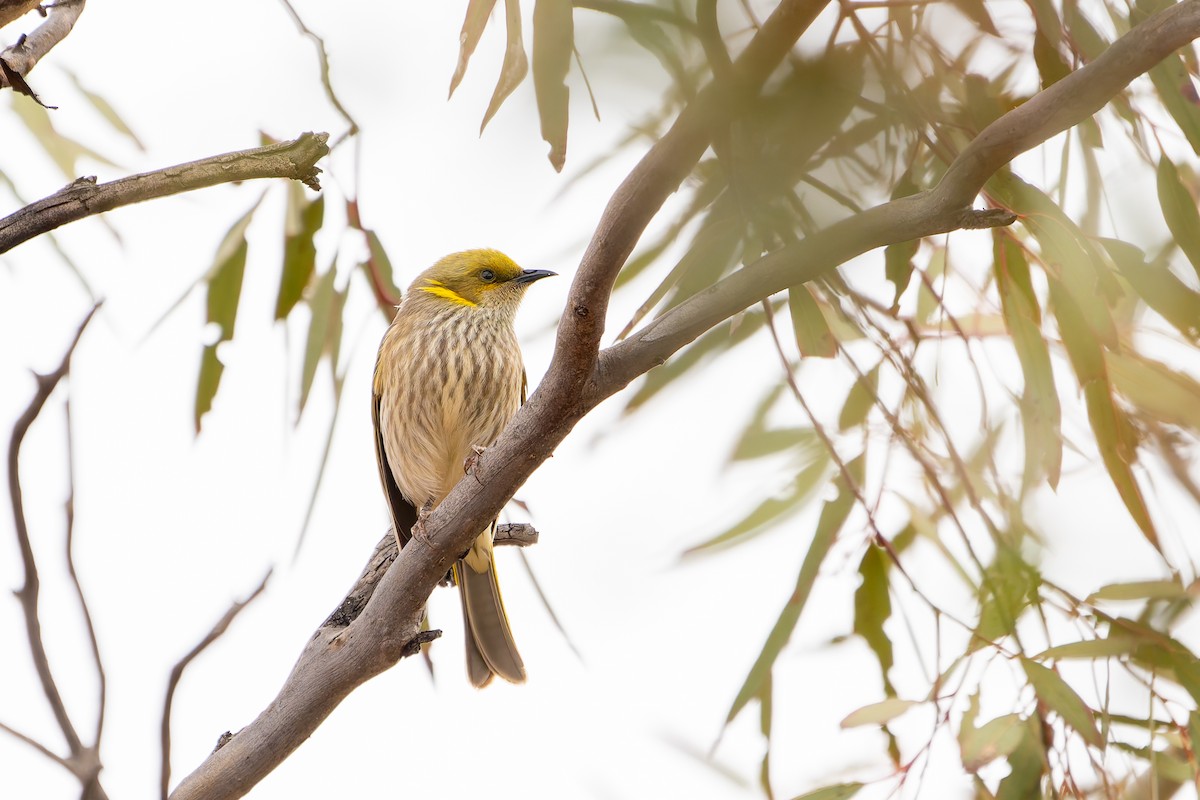 Yellow-plumed Honeyeater - ML637775718