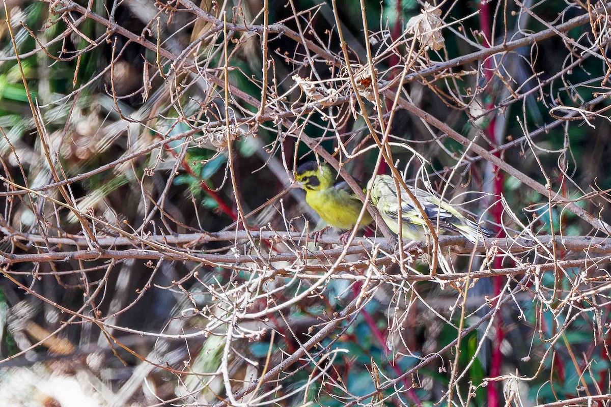 Yellow-breasted Greenfinch - ML637775720