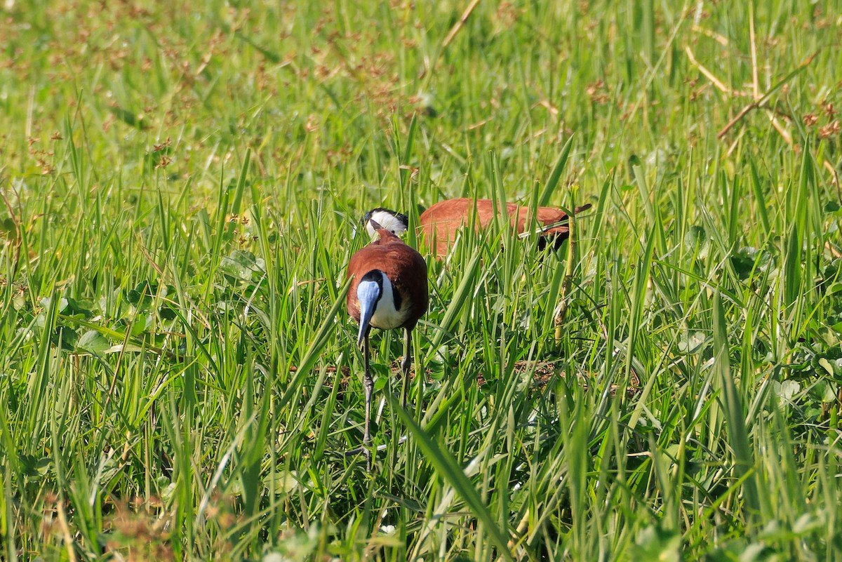 African Jacana - ML637775721