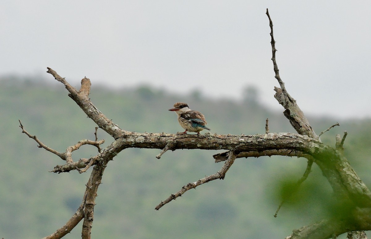 Striped Kingfisher - ML637775723