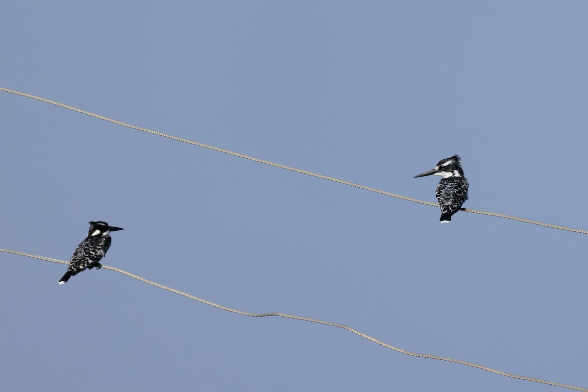 Pied Kingfisher - ML637775728