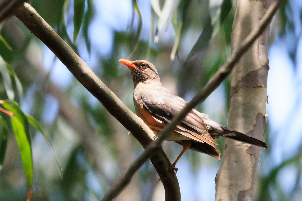Abyssinian Thrush - ML637775745