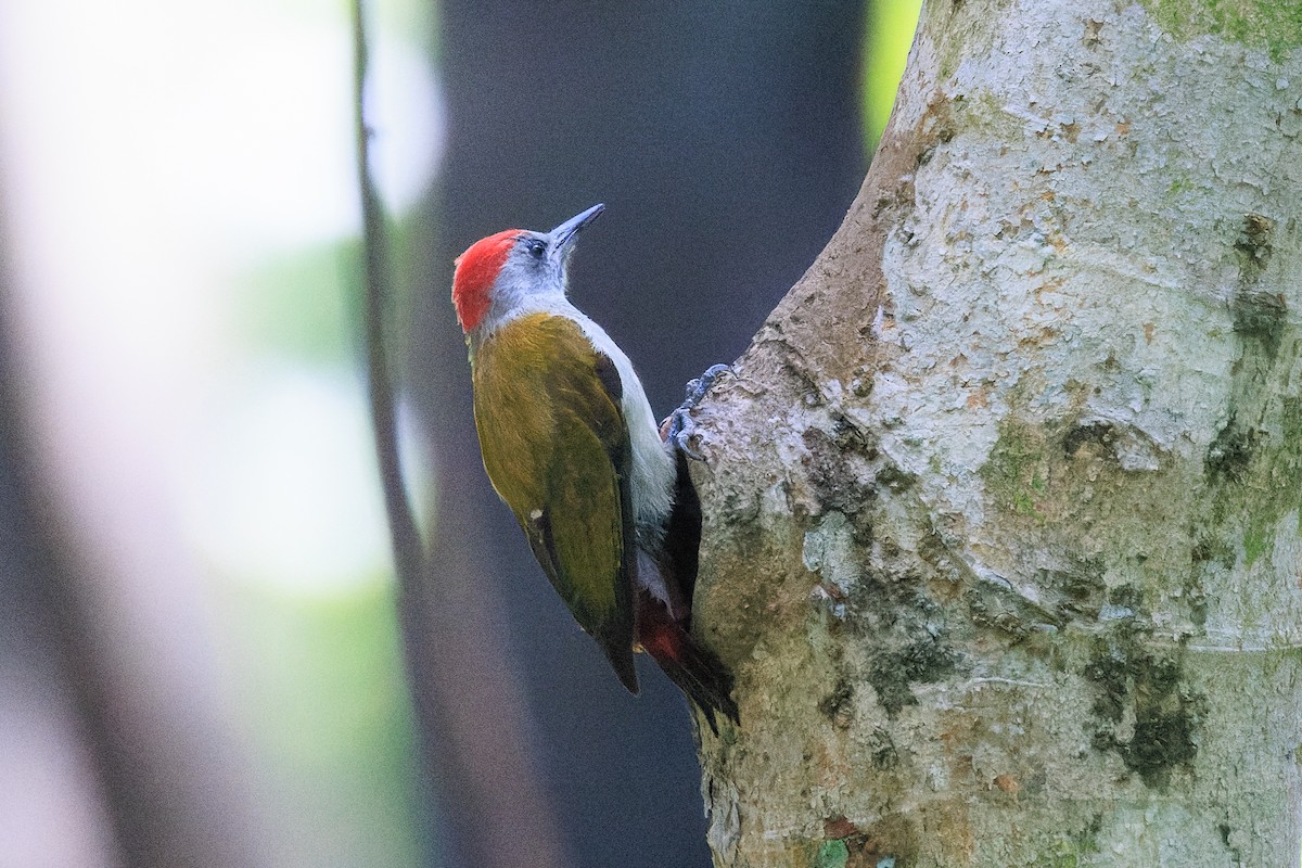 African Gray Woodpecker - ML637775752
