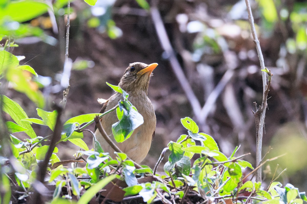 African Thrush - ML637775753
