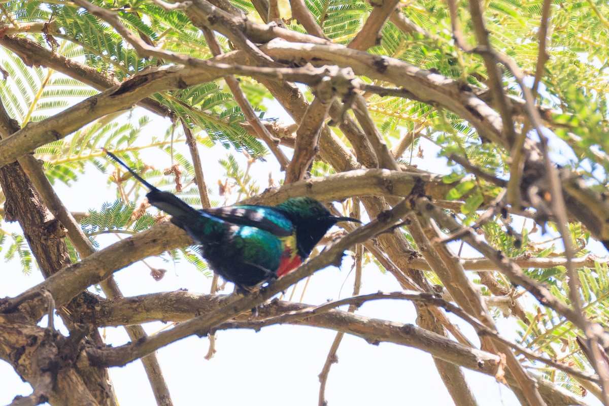 Beautiful Sunbird - ML637775756