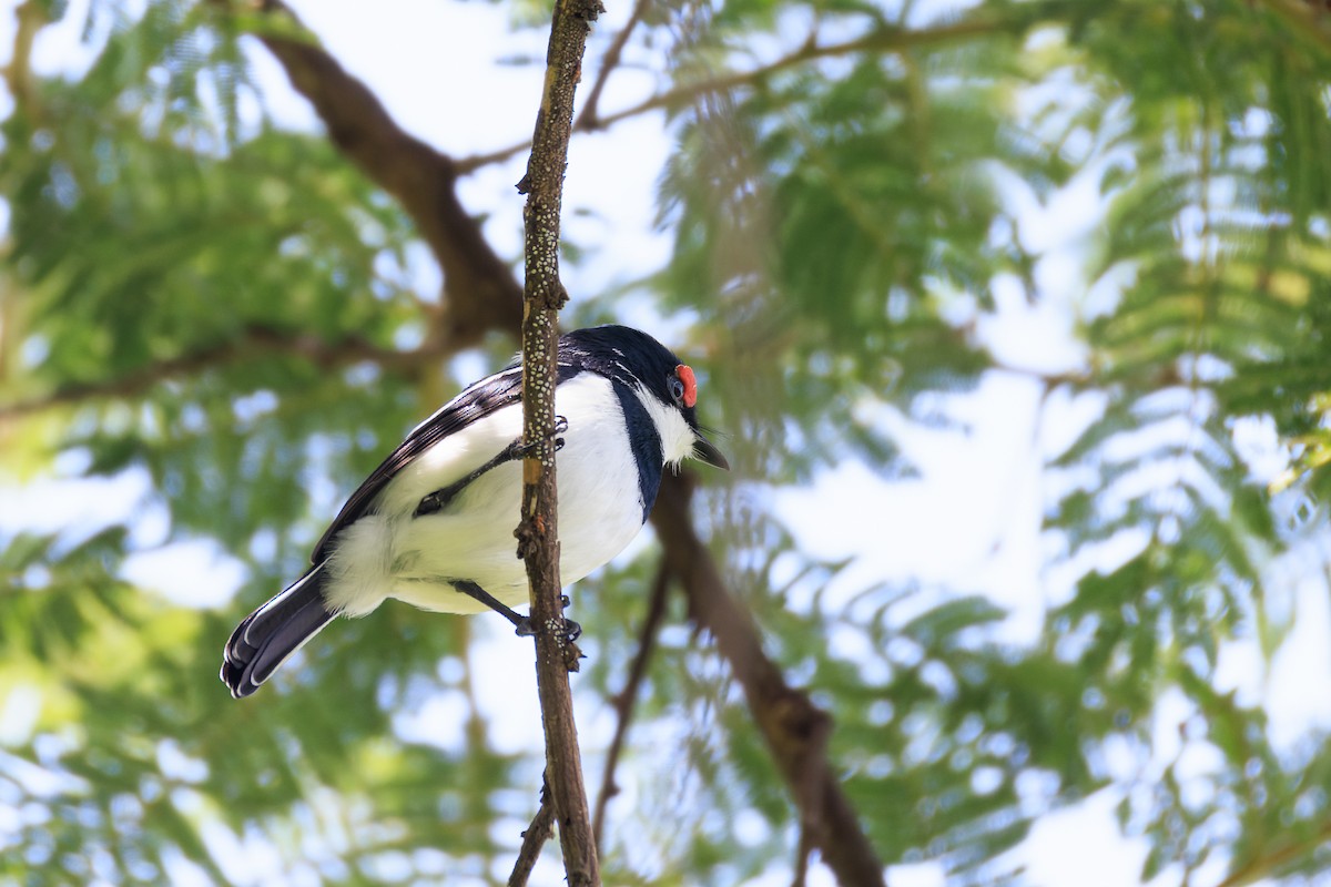 Brown-throated Wattle-eye - ML637775762