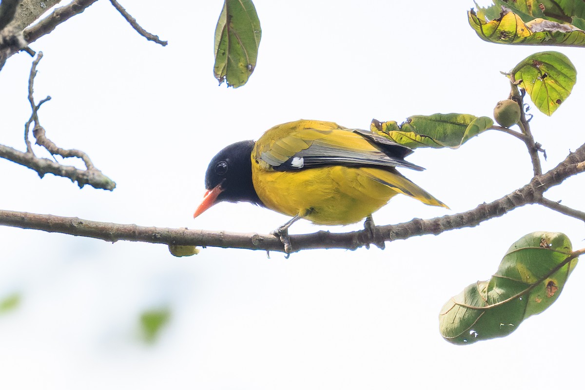 Ethiopian Black-headed Oriole - ML637775764