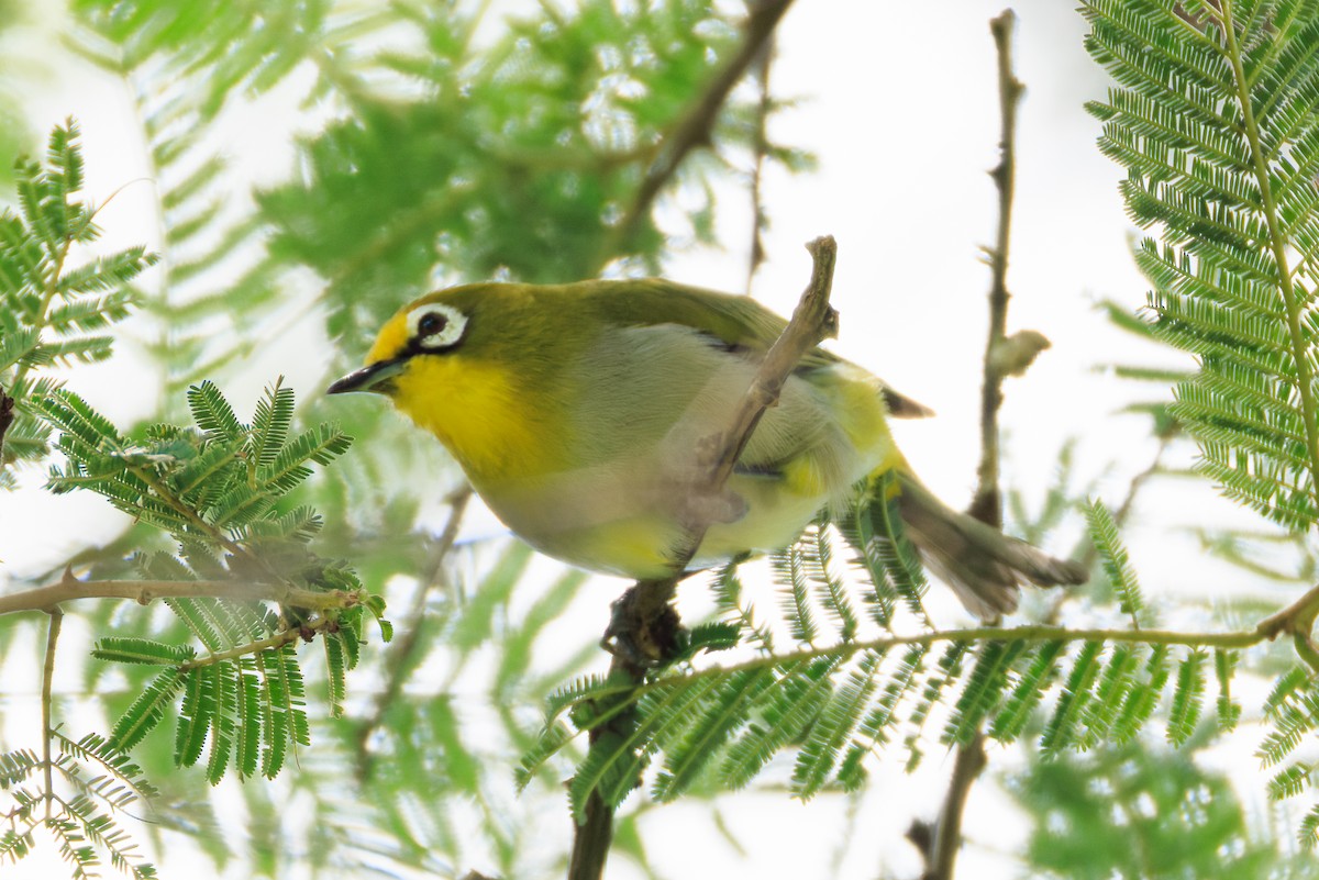 Ethiopian White-eye - ML637775768