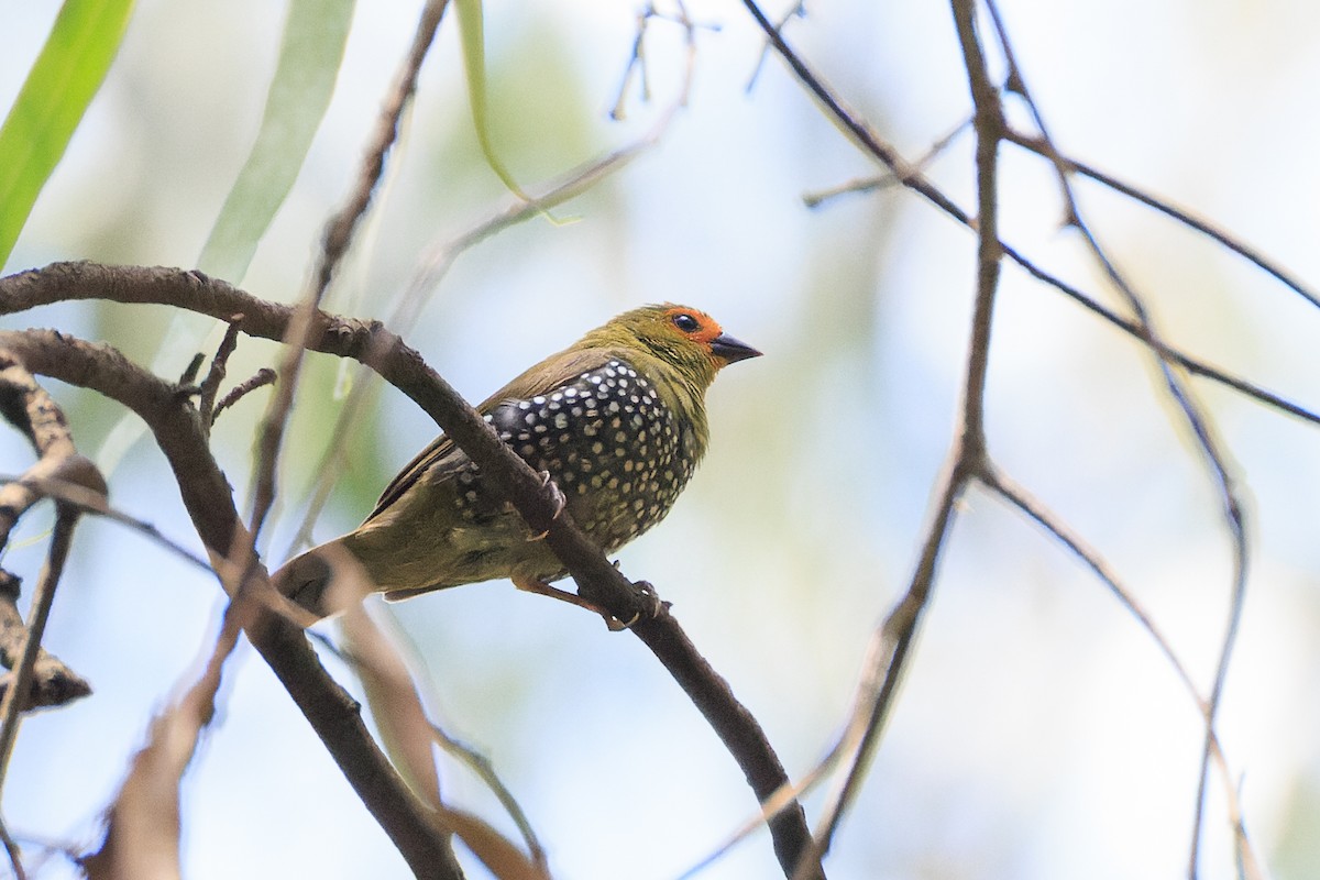 Green-backed Twinspot - ML637775769