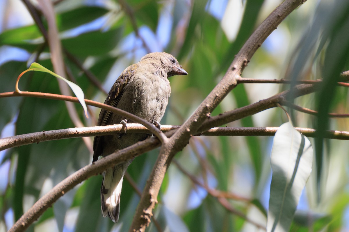 Lesser Honeyguide - ML637775772