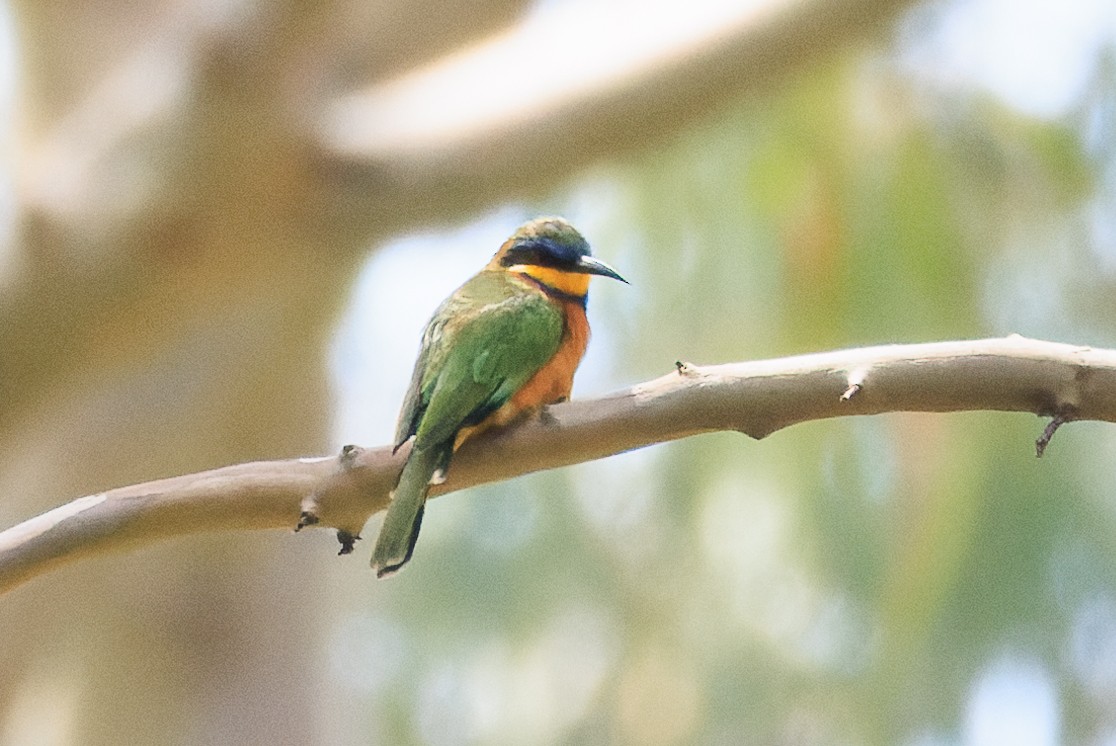Little Bee-eater - ML637775774
