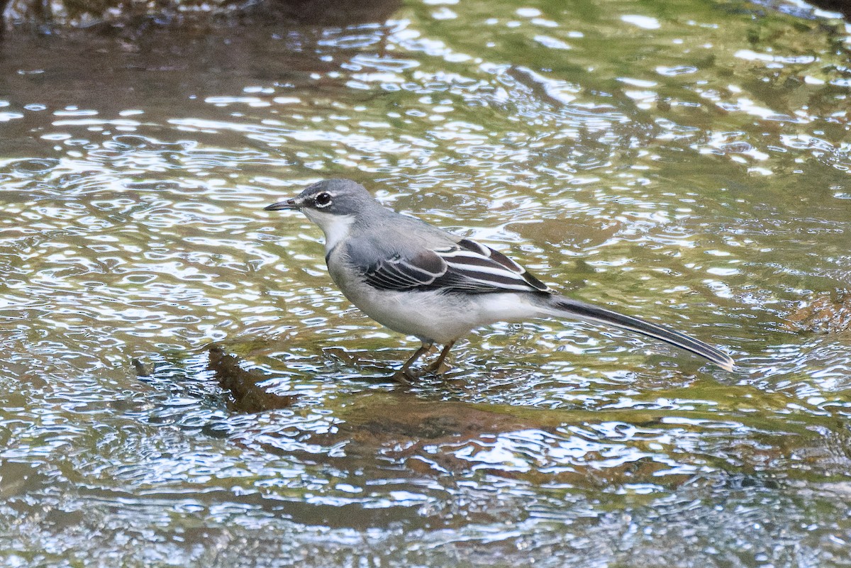 Mountain Wagtail - ML637775776