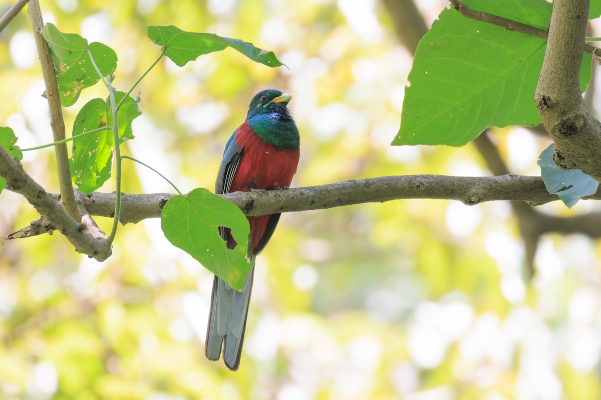 Narina Trogon - ML637775779