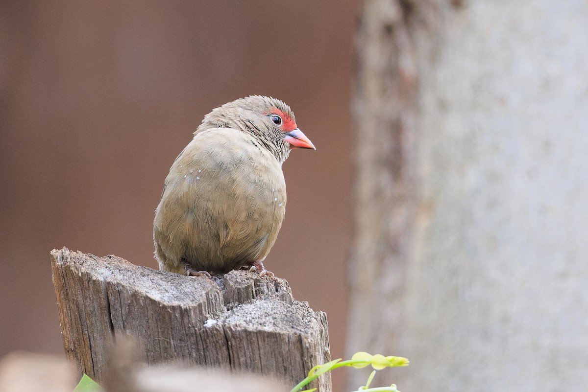 Red-billed Firefinch - ML637775781