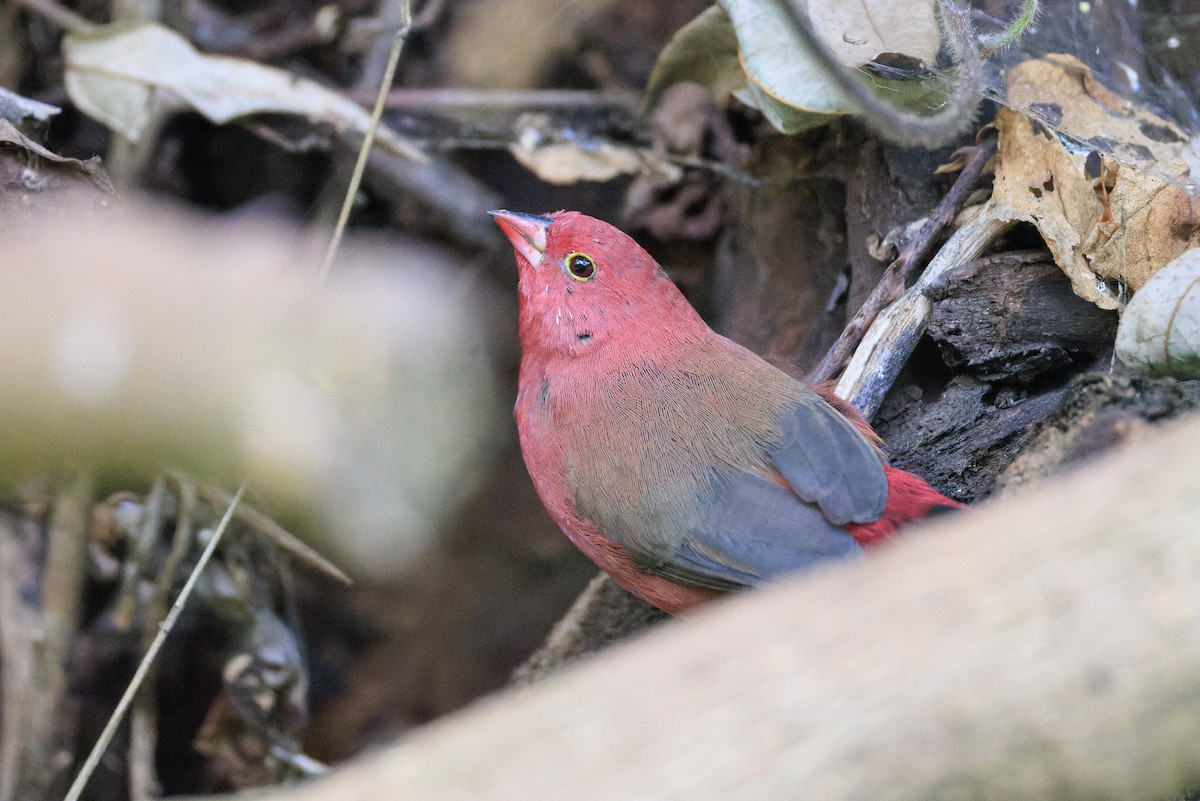Red-billed Firefinch - ML637775783