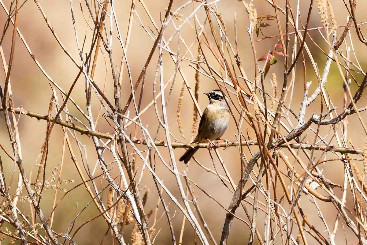 Black-throated Accentor - ML637775787
