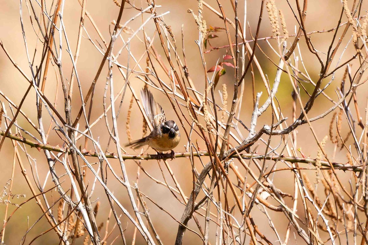 Black-throated Accentor - ML637775788