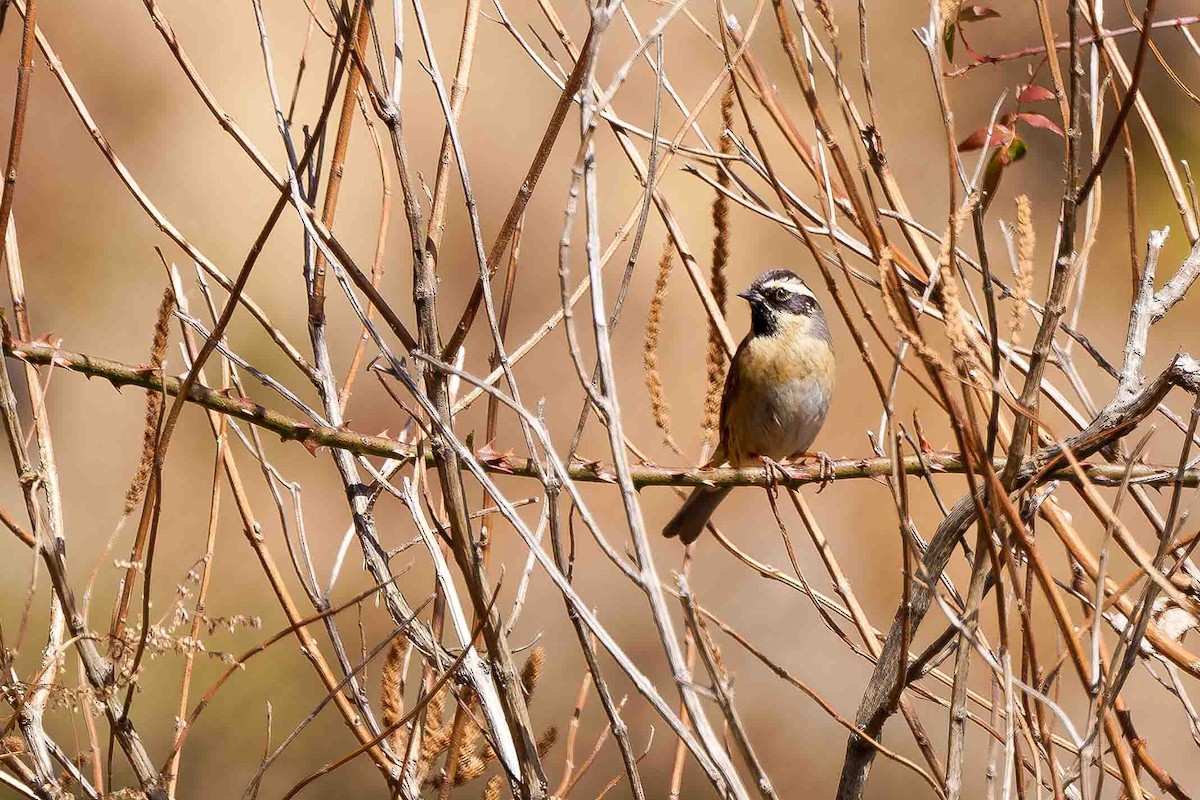 Black-throated Accentor - ML637775789