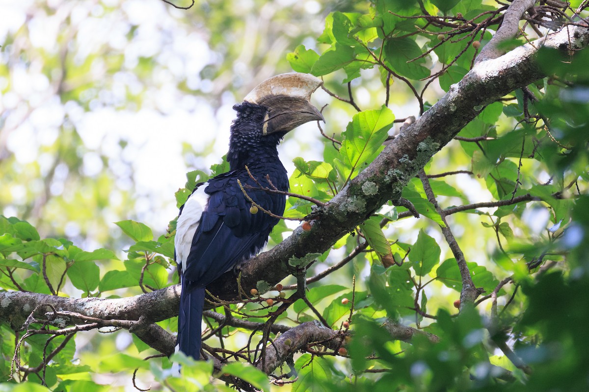 Silvery-cheeked Hornbill - ML637775790
