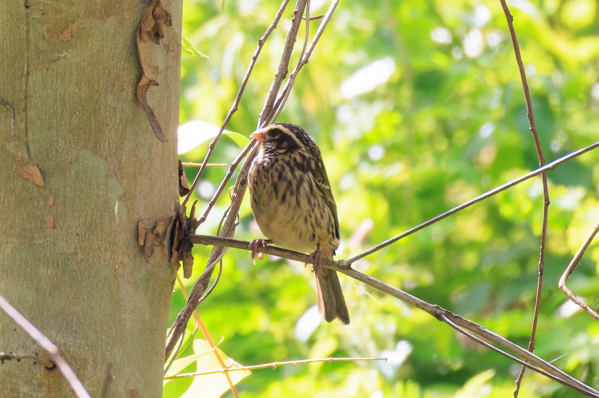 Streaky Seedeater - ML637775794