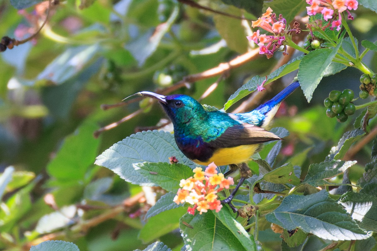 Variable Sunbird - ML637775796