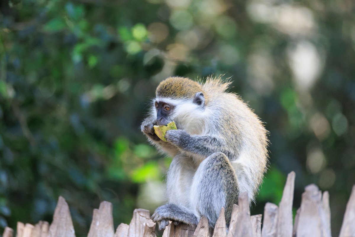 Vervet Monkey - ML637775804