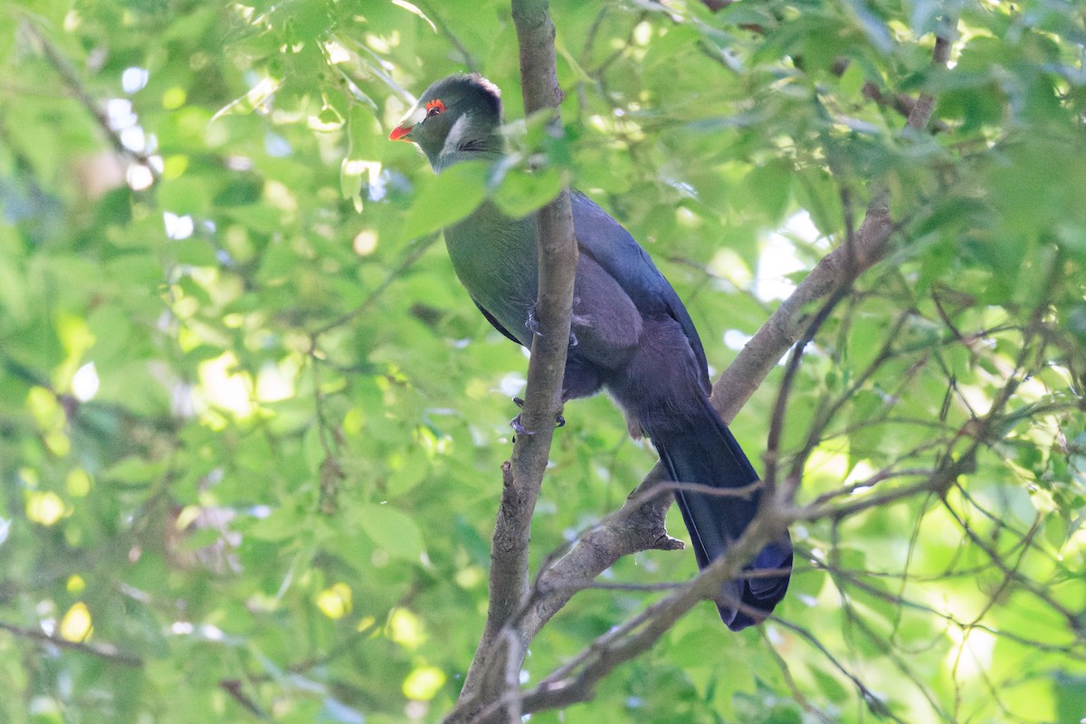 White-cheeked Turaco - ML637775809