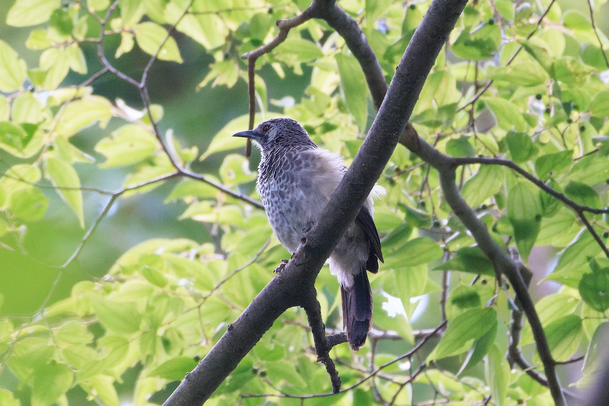 White-rumped Babbler - ML637775810