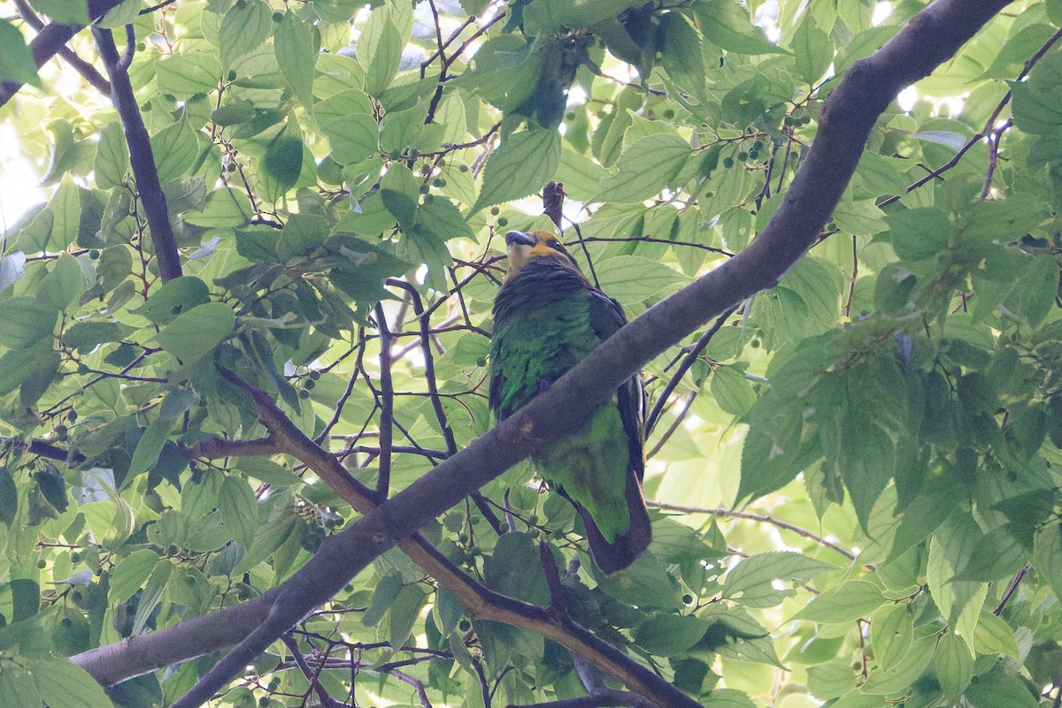 Yellow-fronted Parrot - ML637775811