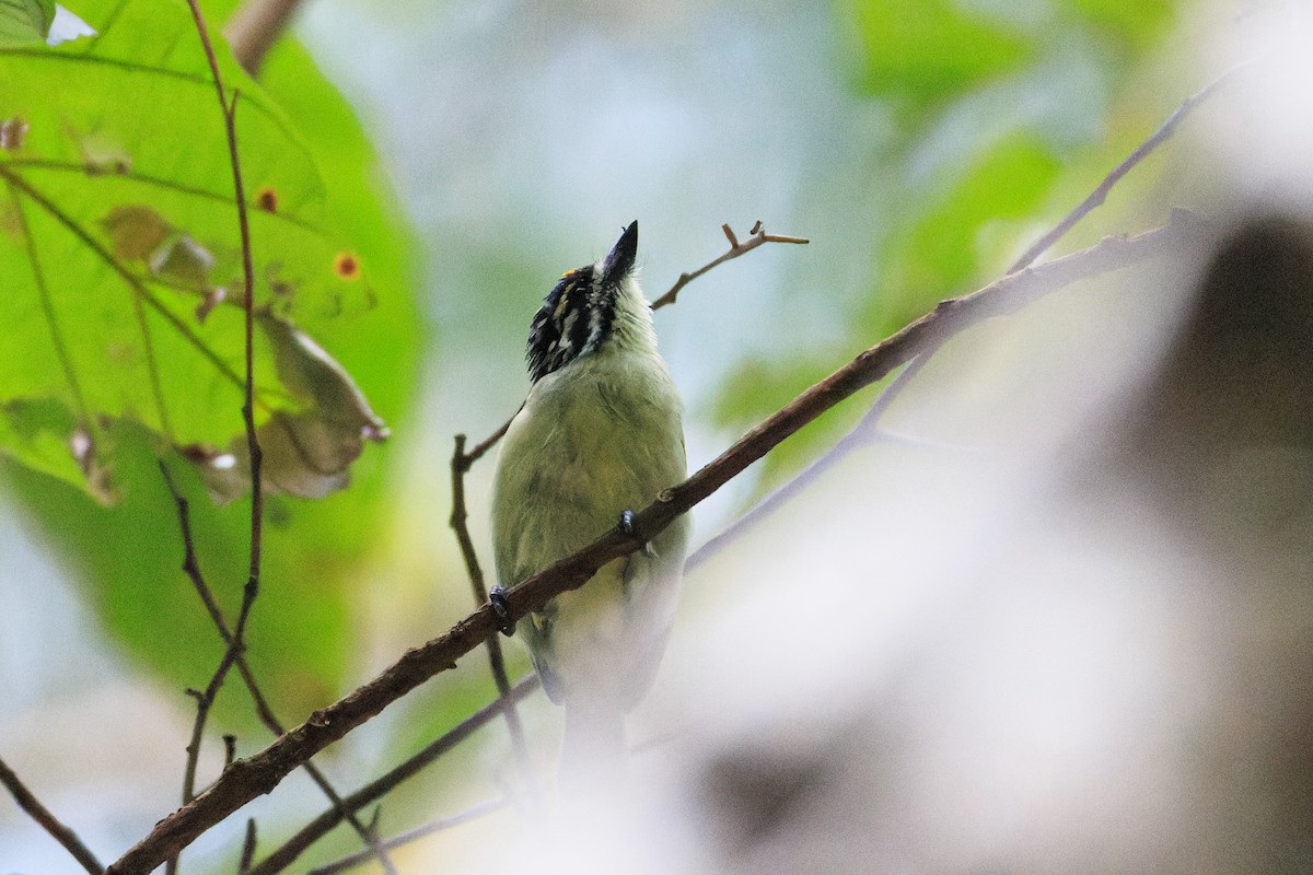 Yellow-fronted Tinkerbird - ML637775812