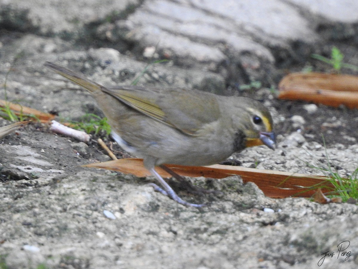Yellow-faced Grassquit - ML637775813