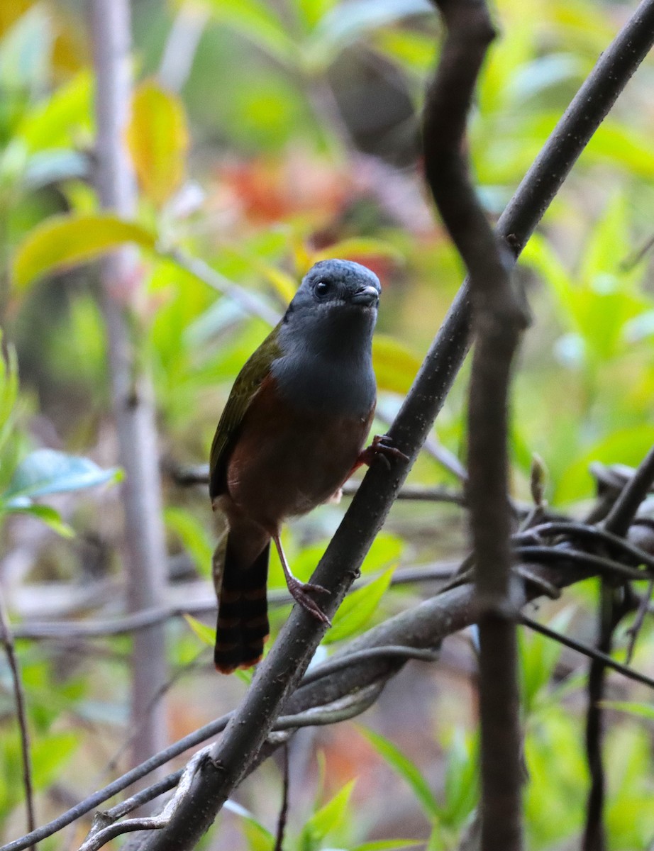 Black-headed Shrike-Babbler - ML637775822