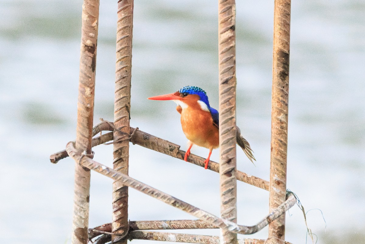 Malachite Kingfisher - ML637775832