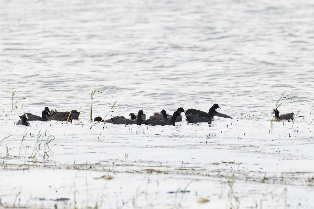 Red-knobbed Coot - ML637775834
