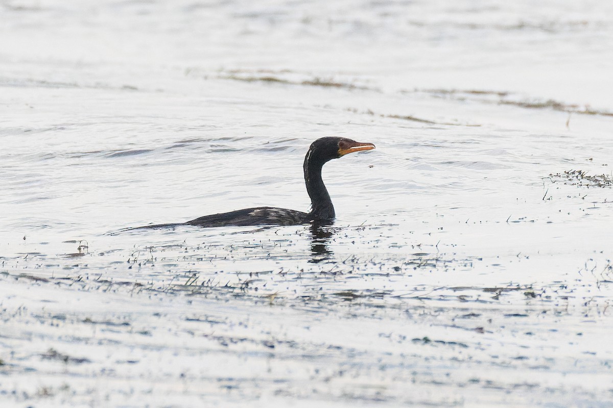 Reed Cormorant - ML637775835