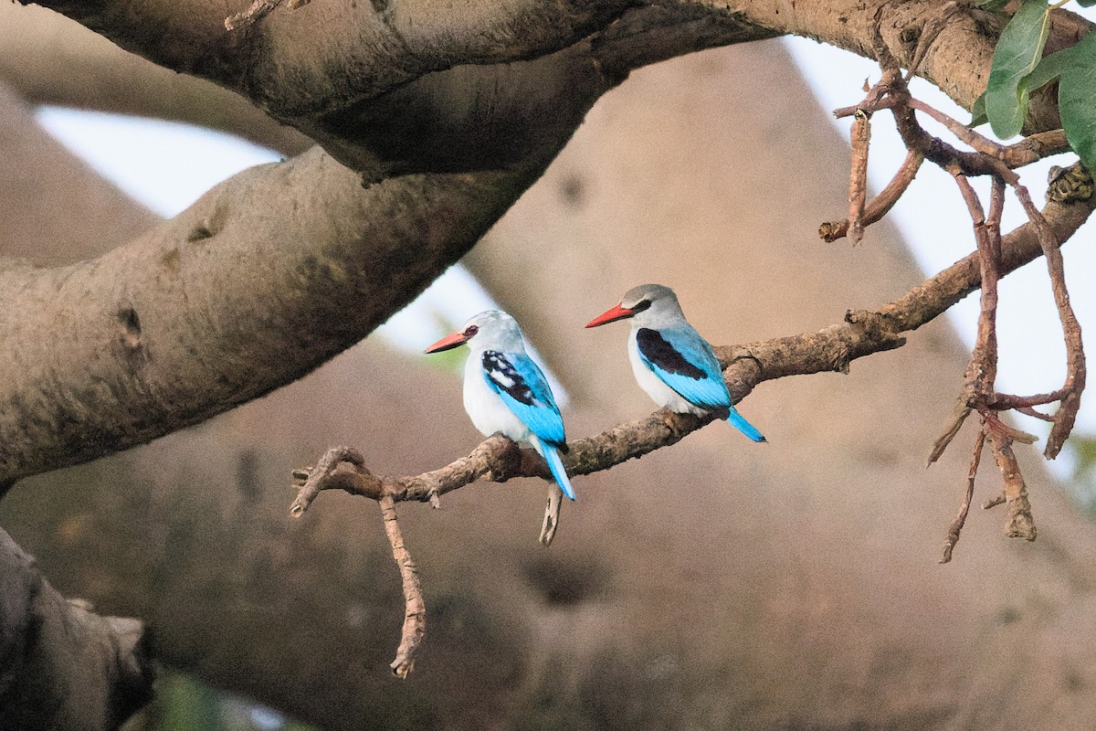 Woodland Kingfisher - ML637775838